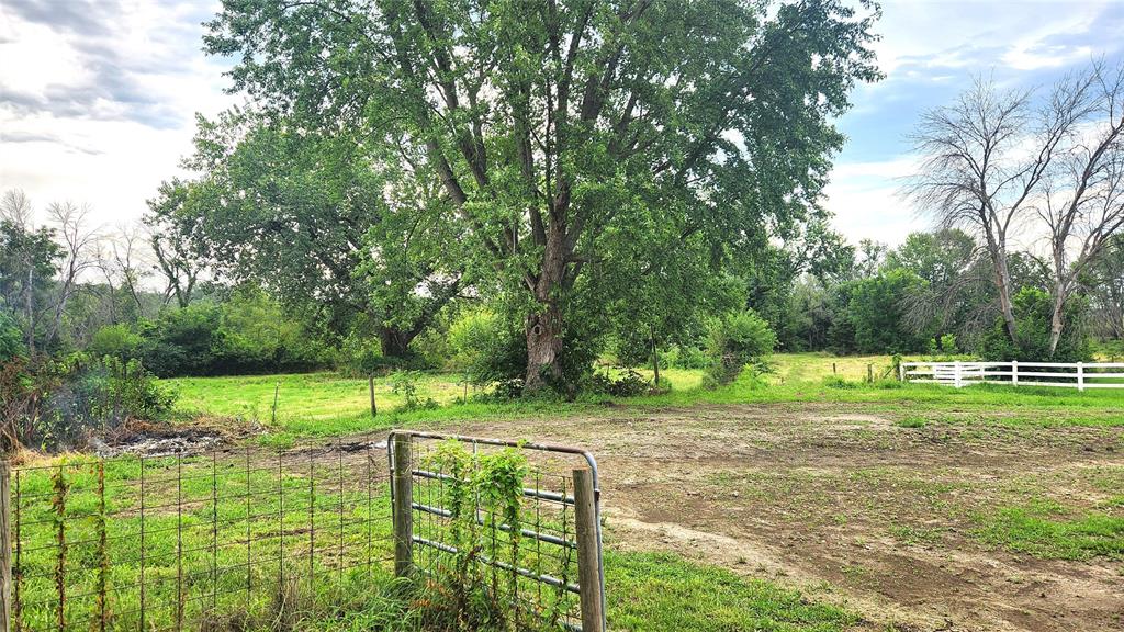 202 E Main St 21 A large green tree stands in a grassy field surrounded by other trees, with a white fence on the right and a metal gate in the foreground under a partly cloudy sky.