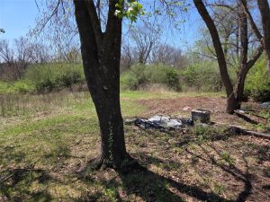 A grassy, partially shaded clearing with two trees in the foreground and scattered debris, including a crate and tarp. Dense green bushes and leafless trees are in the background under a clear blue sky.