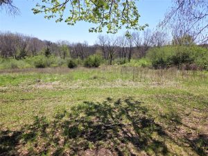 A sunlit grassy field bordered by trees, with green foliage and branches casting shadows on the ground under a clear blue sky.