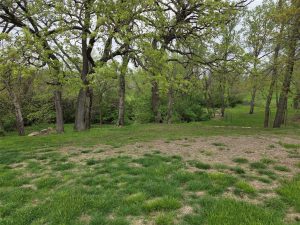 A grassy park area with scattered patches of bare soil, surrounded by tall trees with fresh green leaves. The scene looks peaceful and natural, with dense foliage in the background.